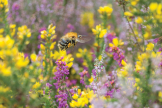 Bumblebee on yellow and purple wildflowers