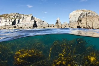 Kelp And Cliffs, Lundy Island, UK