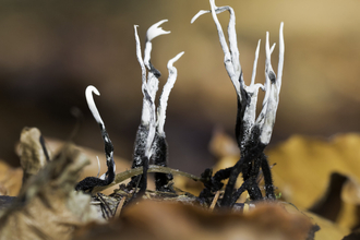 Thin fingers of black and white fungus growing through autumn leaves