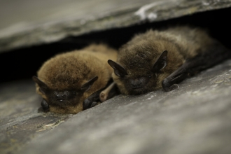 Common pipistrelle © Tom Marshall
