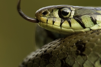 Yellow-green snake coiled with tongue out looking to the left of the screen (Danny Green/2020VISION)