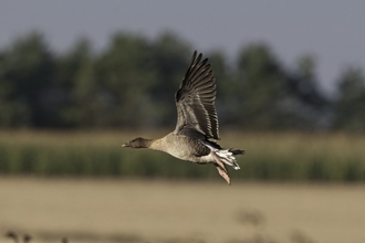 Pink-footed geese (c) David Tipling/2020VISION