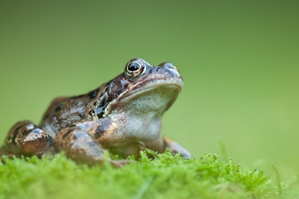 Common frog on moss