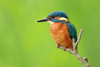 Kingfisher perched on a branch. Photo by Jon Hawkins