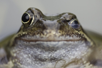 Frog smiling with one eye open and one shut