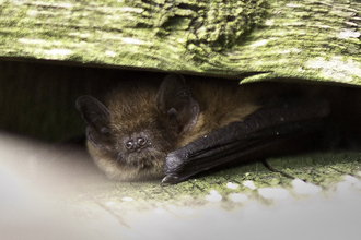 A pipistrelle bat poking its head out of its roost (C) Harry Hog