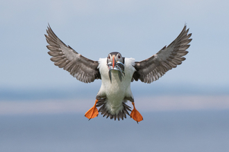A puffin coming in to land with puffins in its mouth.