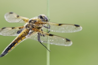 Four-spotted chaser perched on a plant stem. Photograph by Ross Hoddinott