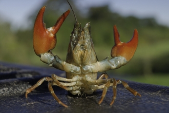 A invasive, none native signal crayfish displaying defensive posture after being humanely trapped.
