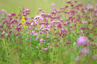 Purple, pink and yellow wildflowers by Jon Hawkins