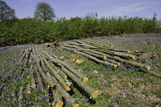 Coppiced logs on the ground of a meadow of bluebells in a nature reserve.