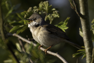 White throat perched on a branch by Jon Hawks, Surrey Hills Photography