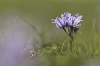 Light purple flower with petals in green grass
