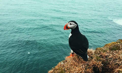 A solitary puffin stands on a cliff edge overlooking the ocean. 