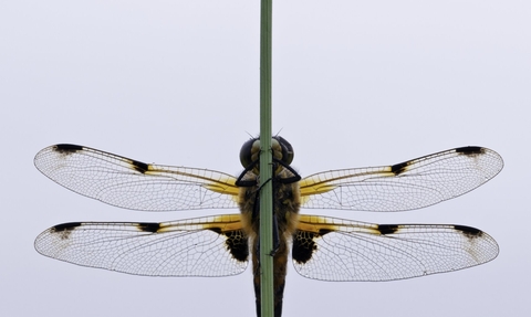 A four-spotted chaser perched on a stem. Photograph by Ross Hoddinott/2020VISION