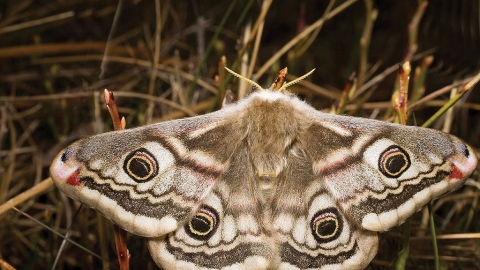 Emperor moth credit David Evans