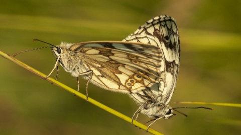 Marbled whites Townclose