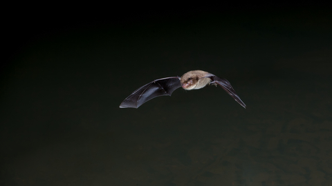 Daubenton's bat flying through the night sky
