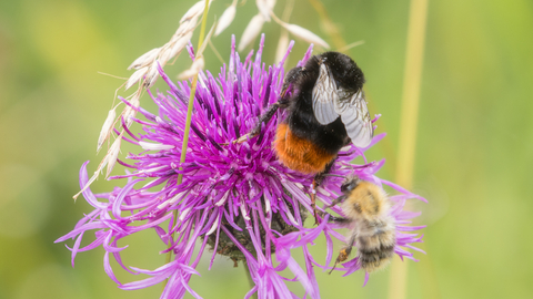 Red-tailed Bumblebee and Common Carder Bee on Greater Knapweed, Simon Tull