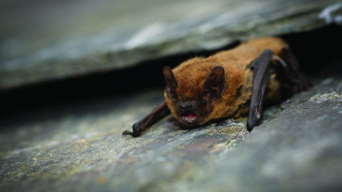 A common pipistrelle bat sits underneath a roof tile