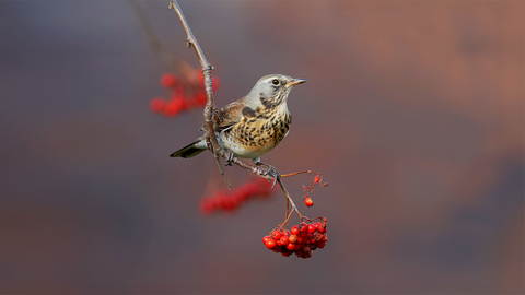 A fieldfare perched on a thin branch with rowan berries.