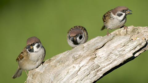 Three tree sparrows perched on a branch