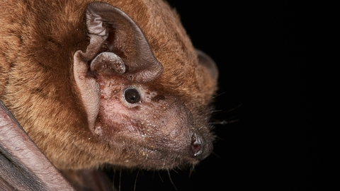 Image showing close-up of the face and ears of a noctule bat