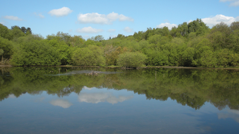 view of a lake on a nature reserve, the trees at the other side lining the lake are reflecting in the water on a bright blue sky day.