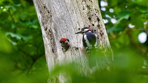 Two great spotted woodpeckers - one is peaking out of the nest in the tree and the other is resting on it. They have white black and red markings and there is some green tree foliage in the background and forefront of the image.
