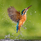A dramatic photograph of a kingfisher rising out of the water. Photograph by Jamie Hall