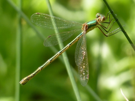 Emerald Damsenfly