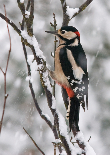 Great spotted woodpecker on a snow covered tree branch
