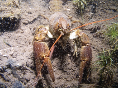 White-clawed crayfish credit Andy Kirkland
