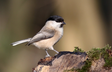 Willow Tit in the Dearne Valley