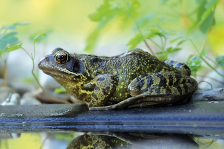 Common frog © Jim Higham