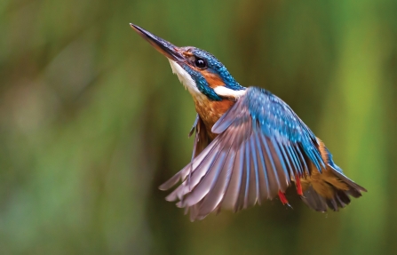 Kingfisher credit Malcolm Brown