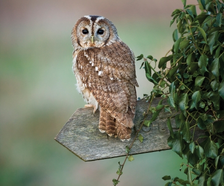 Tawny owl credit Elliot Neep