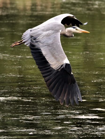 Grey heron © Malcolm Harris