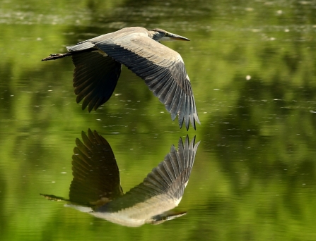 Grey heron © Paul Langley