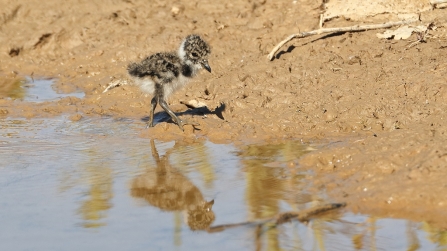 Lapwing chick © Rob Mokryj