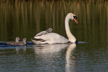 Mute swan family © Adrian Andruchiw