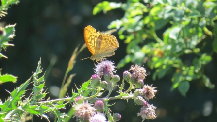 Silver-washed fritillary (taken on 15th) © Phil Woods