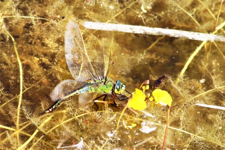 Emperor dragonfly laying eggs © Keith Lynes
