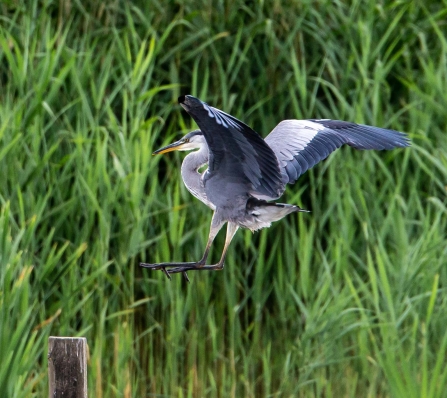 Grey heron © Vernon Barker