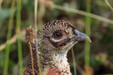 Pheasant © Iain Macaulay