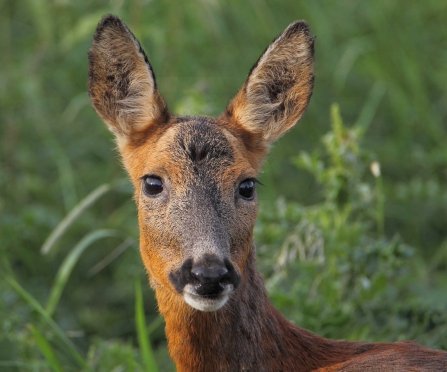 Roe deer © Allen Holmes