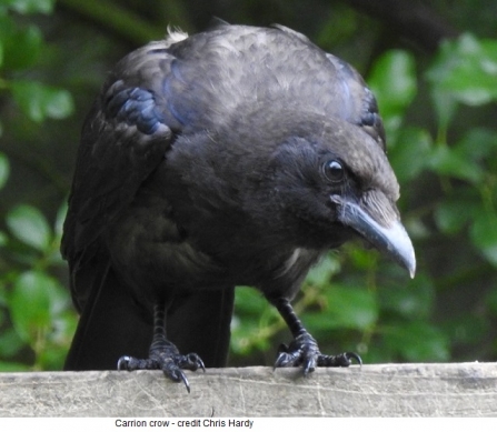 Carrion crow - Adel Dam