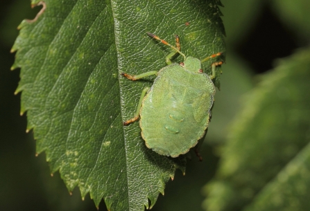 Common green shield bug © Allen Holmes