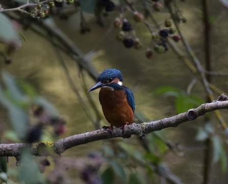 Kingfisher © Roy Day