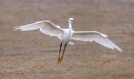 Little egret © Vernon Barker